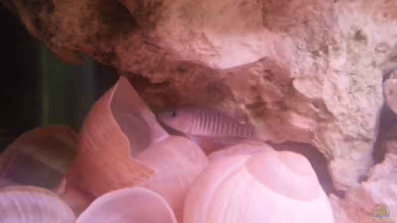 Kurz nach dem Einsetzen von Daniel Kastner (32)