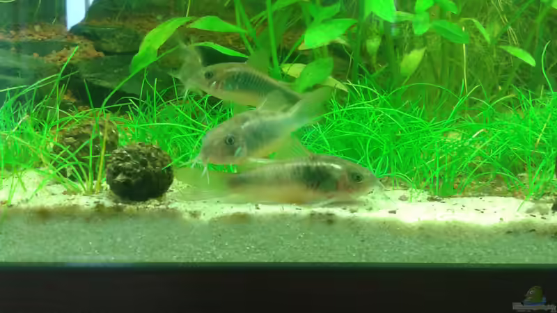 Kurz nach dem Einsetzen von Deoroller (56)