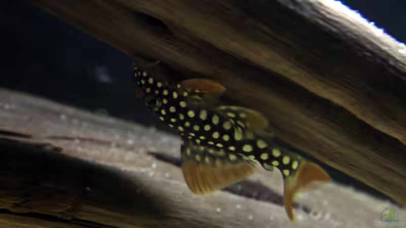 kurz nach dem Einzug von AmazonasFelix (18)