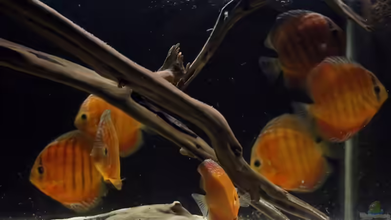 kurz nach dem Einzug von AmazonasFelix (20)