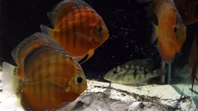 kurz nach dem Einzug von AmazonasFelix (21)