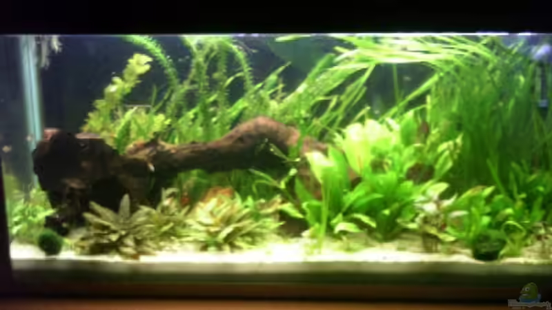 kurz nach dem gärtnern, deshalb linke Ecke etwas leer...