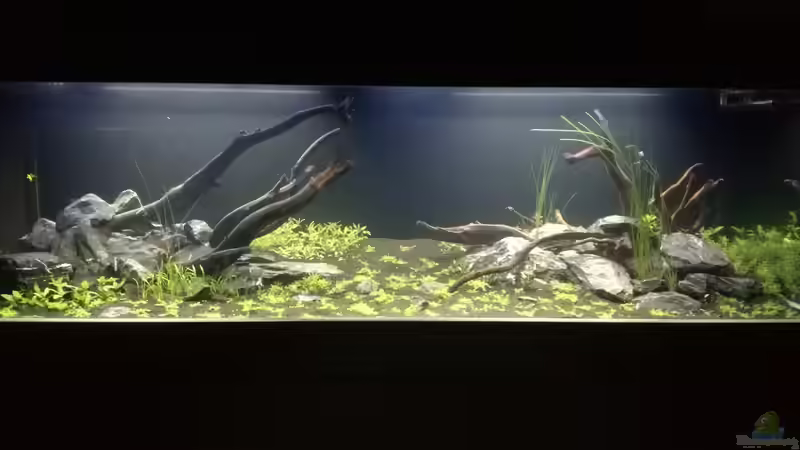 Kurz nach dem Radikalschnitt 21.10.18 von Niederbayer_Andee (8)