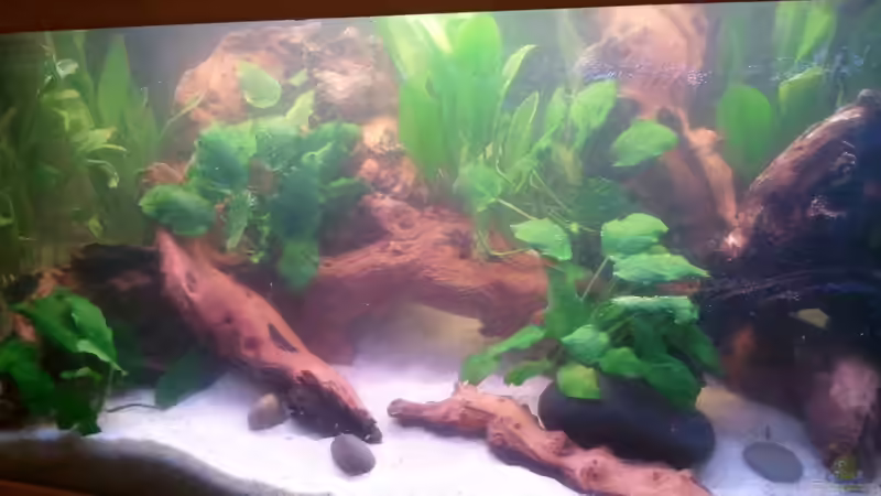 kurz nach der Befüllung von Grek77 (4)