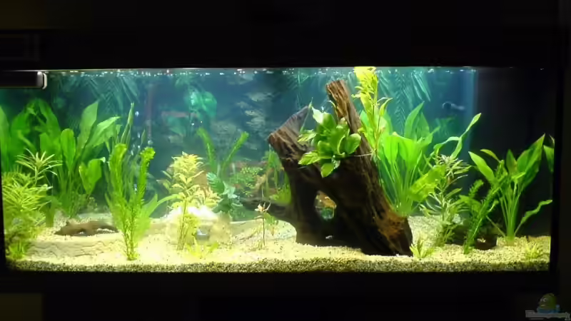 Kurz nach der Einrichtung  von Frank Kolesza (3)