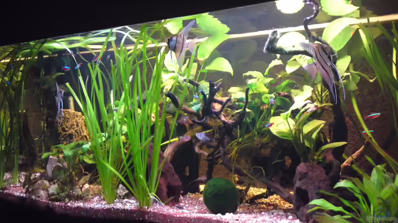 Kurz nach der Einrichtung. von Life (2)