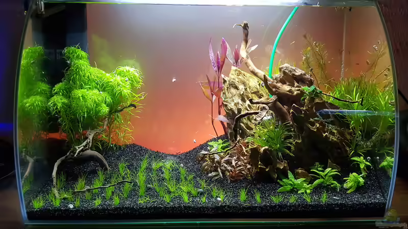 Kurz nach der Einrichtung  von Rotkopfsalmler (4)