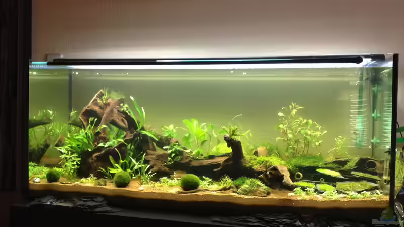 kurz nach der Einrichtung am 10.07.13 von Thainrinn (5)