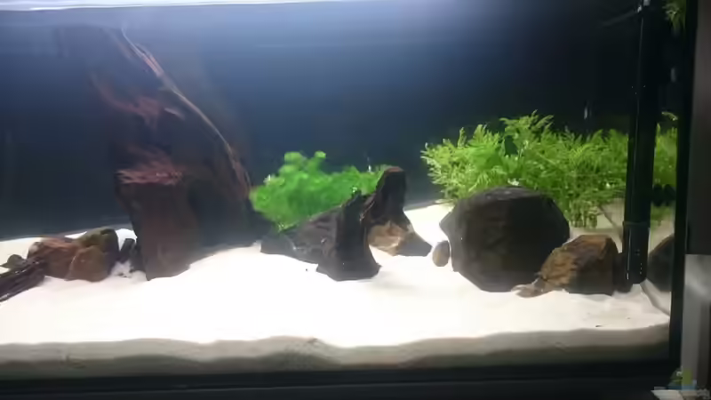 Kurz nach der Einrichtung Bild 2 von Reticulata (5)