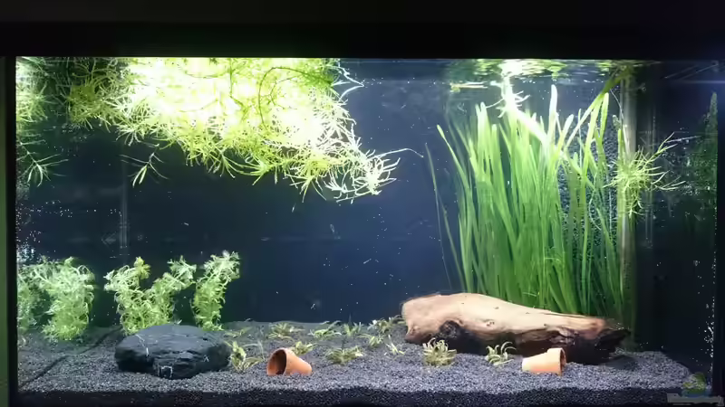 Kurz nach der Einrichtung im Januar 2017 von Gregor (2)