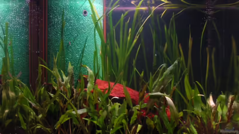 Kurz nach der Einrichtung noch ohne Besatz von Gregor (9)