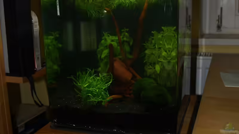 Kurz nach der Einrichtung von Algernon (2)