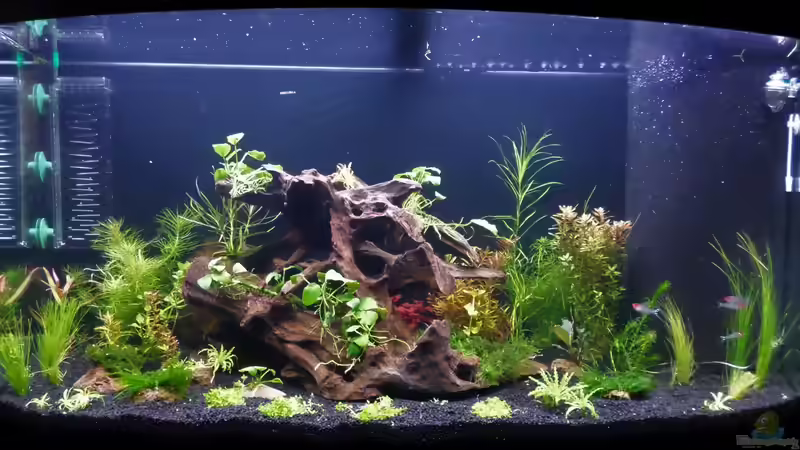 Kurz nach der Einrichtung von Rotkopfsalmler (4)