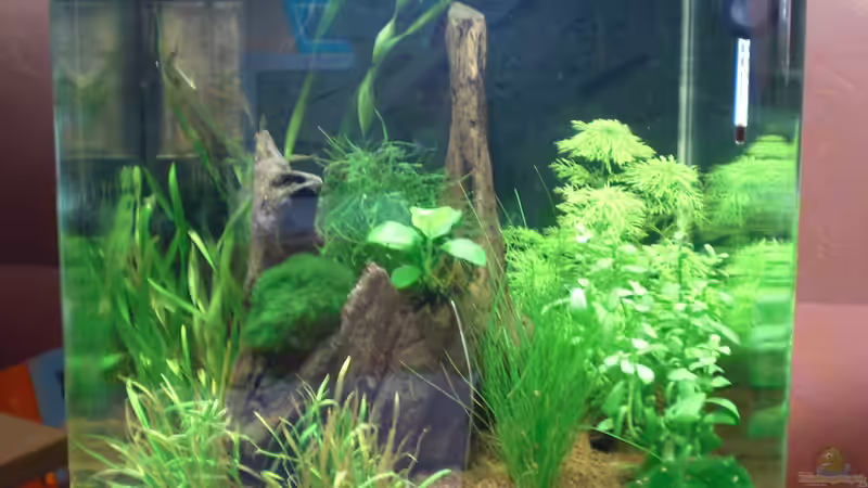 kurz nach der Einrichtung von TinaMarie (2)