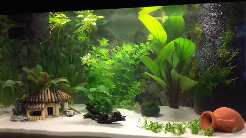 Kurz nach der Ersteinrichtung von Jojo und Haileyümchen (1)