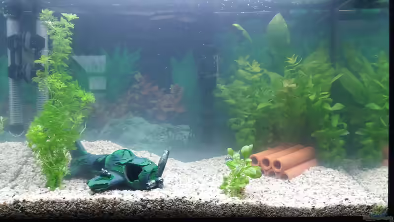 Kurz nach der ersten Befüllung, mittlerweile mit abgeänderter Deko von Ricardo1198 (2)