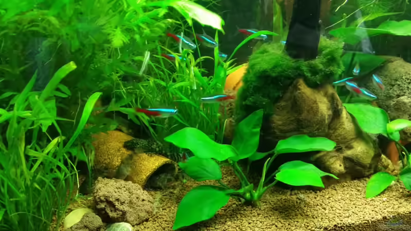 kurz nach der Fütterung - alle finden sich an der Futterstelle ein von Pitt1platsch (2)