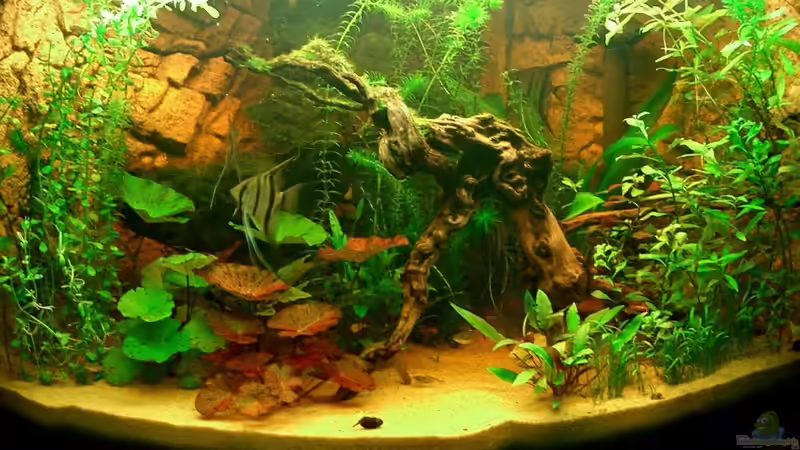 Kurz nach der Neubepflanzung... von wald-muckel (3)