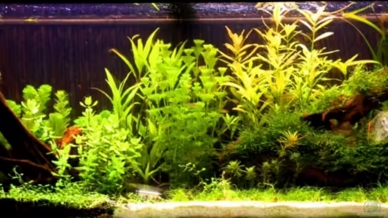 kurz nach einer radikalen Gärtneraktion am 2.07.08 von Kiera&Hannes (4)