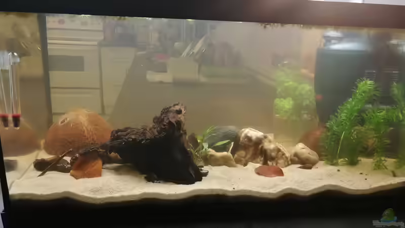 Kurz nach Einrichtung, Pflanzen waren noch unterwegs  von Maji (8)