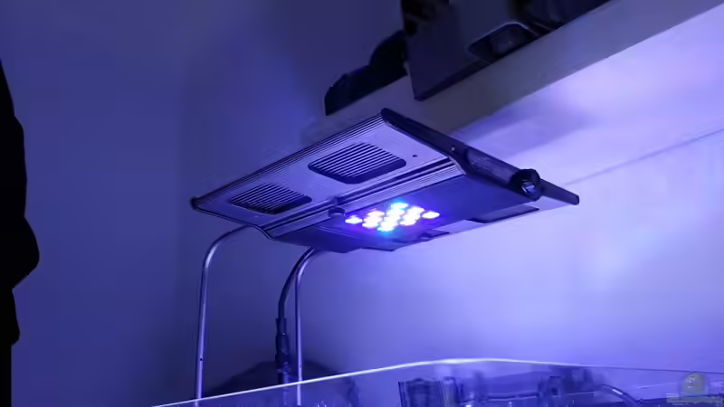 Kurz nach einrichtung von BenoN (31)