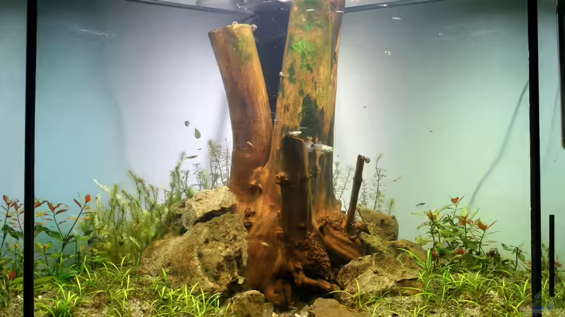 Kurz nach Einrichtung von Triameh (7)