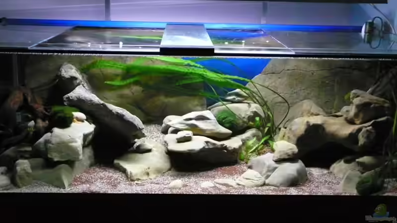 kurz nach Inbetriebnahme - noch mit 2x 54W T5 von aquabert (15)