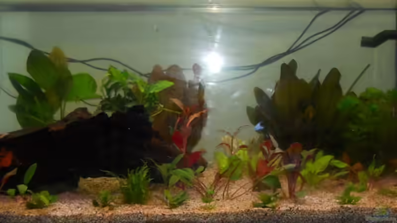 Kurz nach inbetriebname, noch mit Innenfilter von Kampfstulle (5)