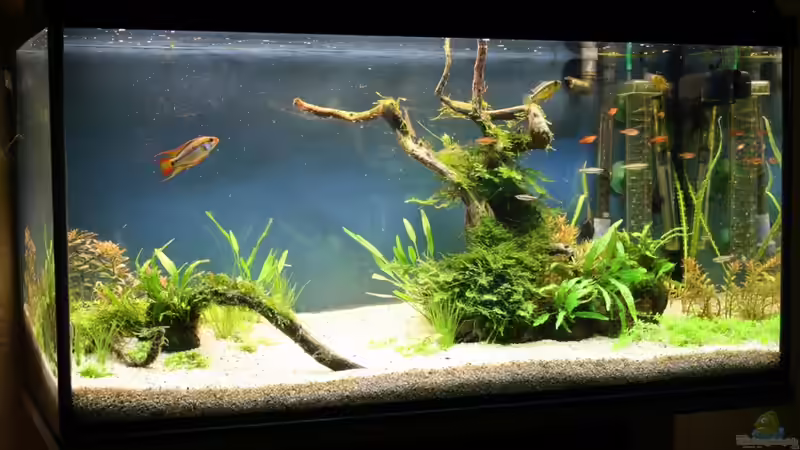 kurz nach Neuaufnahme dezember `10 von Apistofan (15)