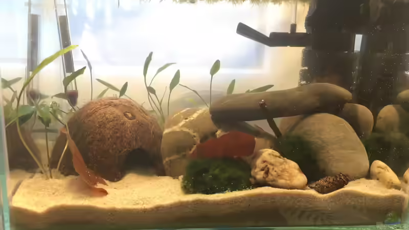 Kurz nach Neueinrichtung als Notlösung von Maji (2)