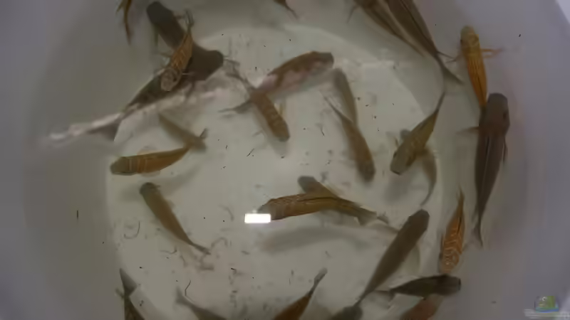 kurz vor dem Einsetzen von Markus Walter (23)