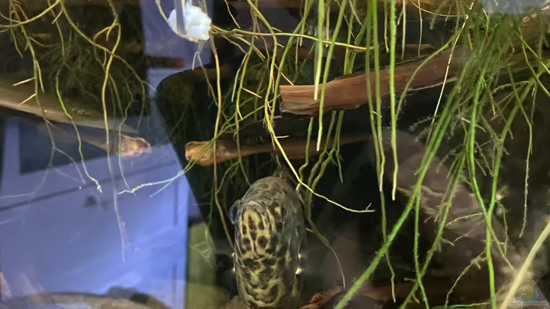 Kurz vor dem Snack von Snowman (14)