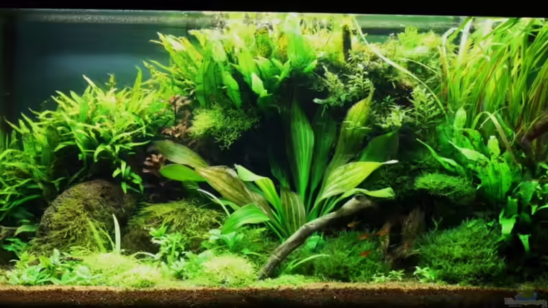 kurz vor der Auflösung im Dezember 09 von Apistofan (14)