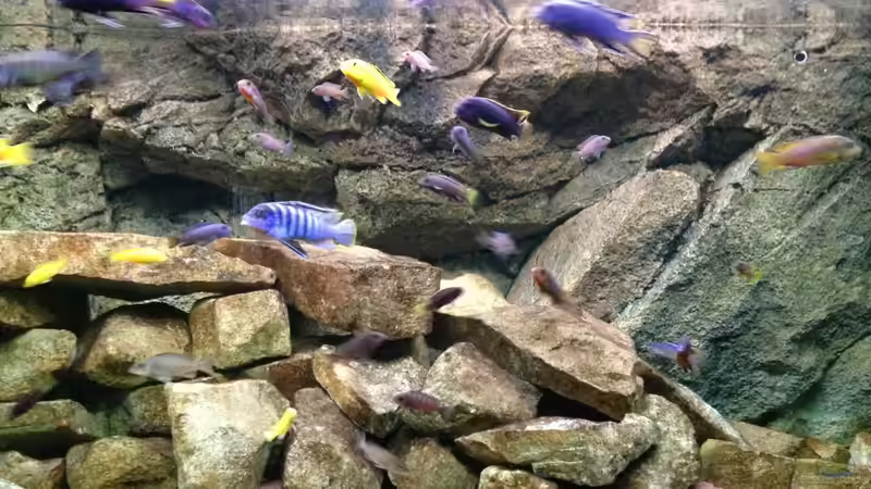 kurz vor der fütterung von Green Zebra (23)