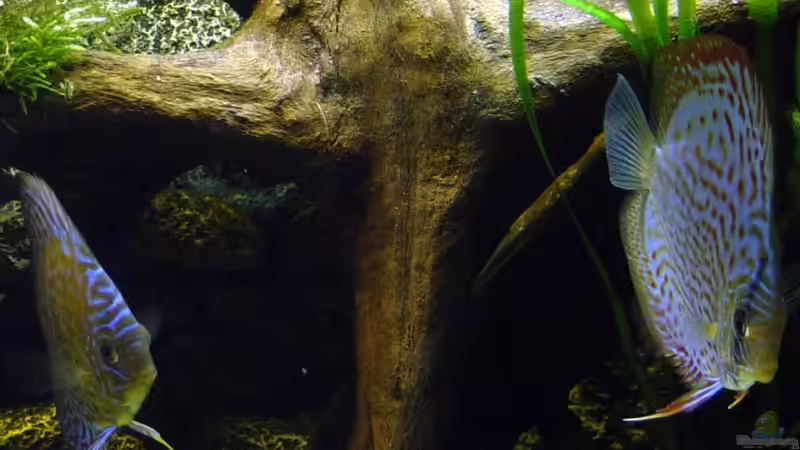 Kurz vorm schlafen gehen von The_Lizardking (34)