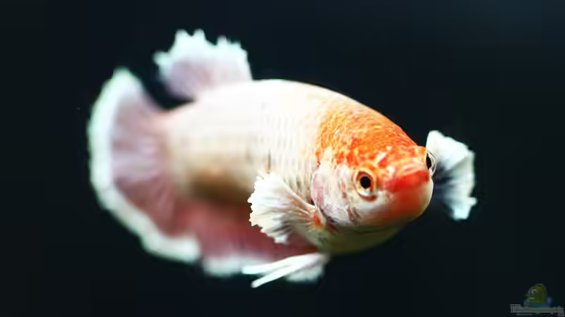 Kurze Flossen aus Asien, Der Betta splendens Plakat!