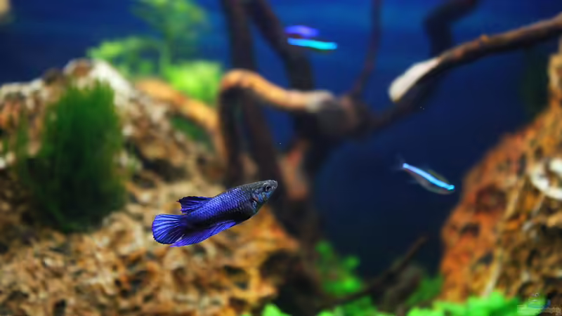 Kurze Flossen aus Asien, Der Betta splendens Plakat!