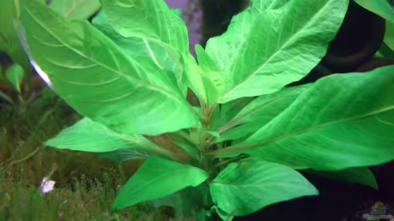 Kurzstängeliger Wasserfreund von marspi (6)