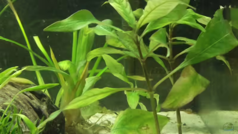 Kurzstängliger Wasserfreund von Maggie Blue (13)