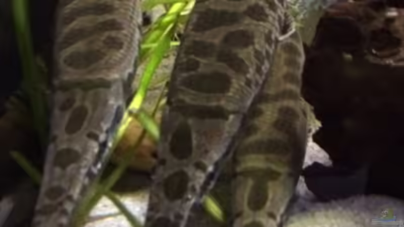 Kuscheln am Morgen von Captain Gü (40)