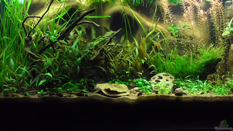 KW 50 2010 von bluestime (11)