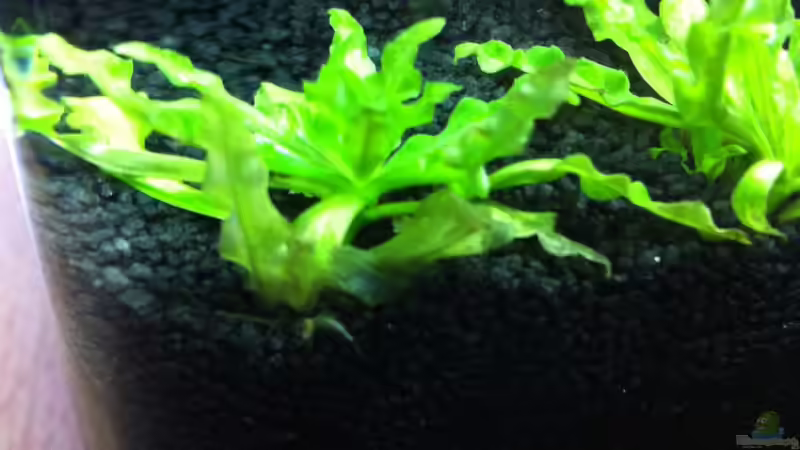 KW Woche 1 von RoZan (14)