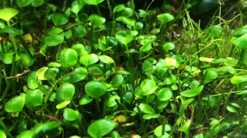 KW01/15 von Ayahuasca (119)