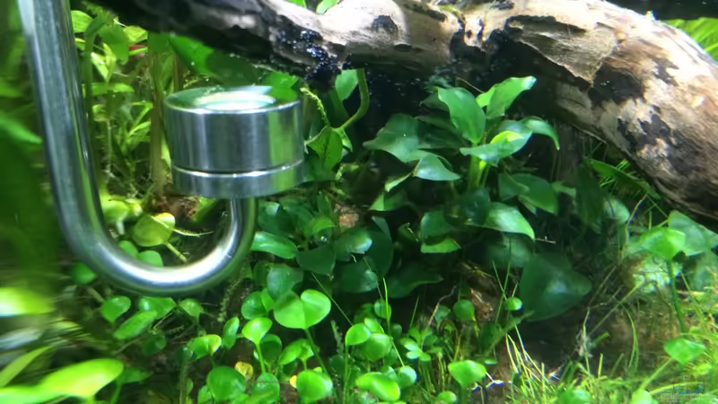 KW01/15 von Ayahuasca (120)