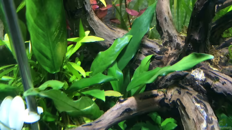 KW01/15 von Ayahuasca (121)