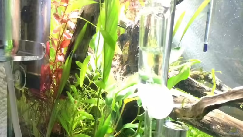 KW01/15 von Ayahuasca (150)