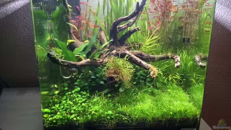 KW01/15 von Ayahuasca (40)