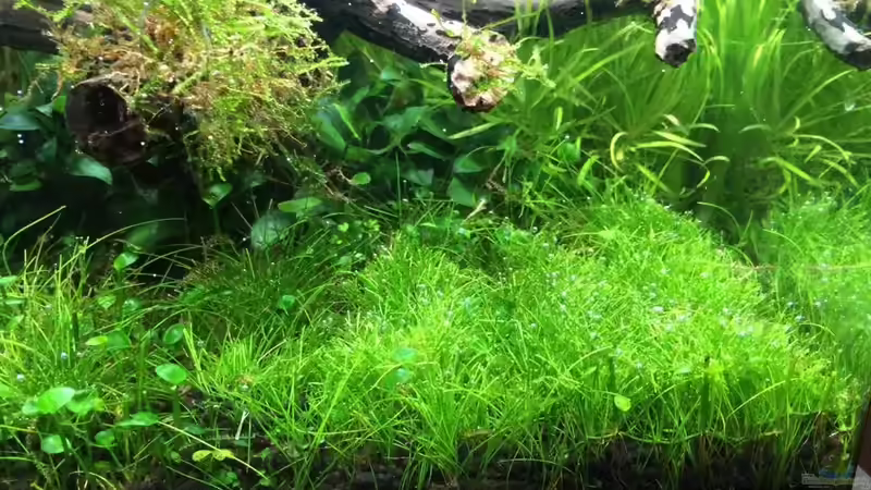 KW01/15 von Ayahuasca (41)