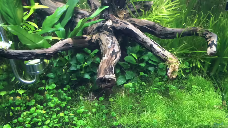 KW01/15 von Ayahuasca (42)