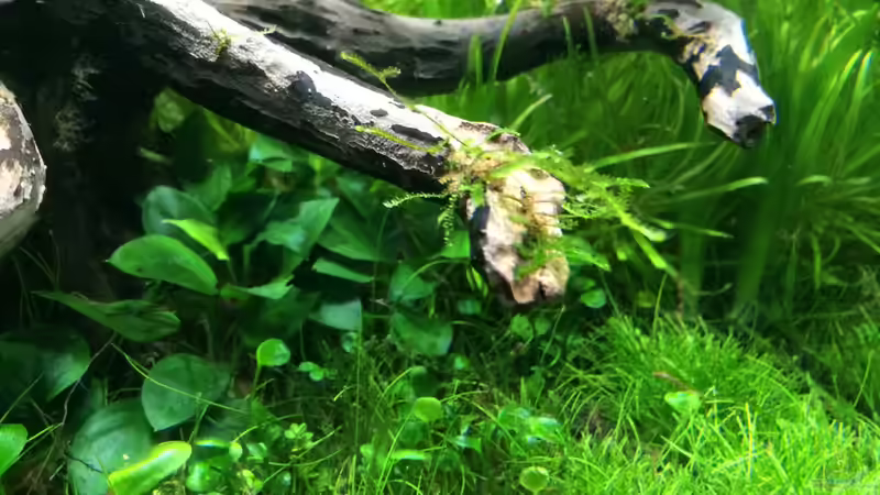 KW01/15 von Ayahuasca (43)